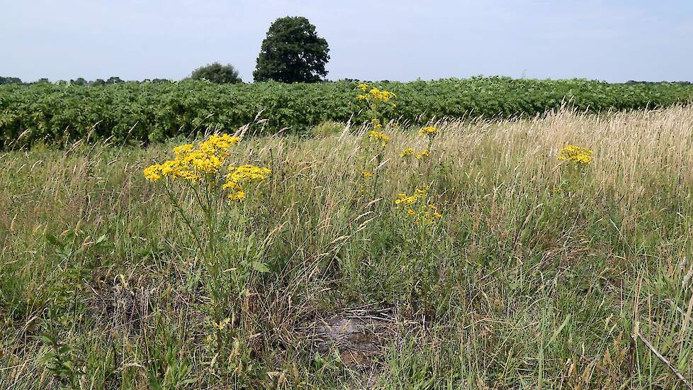 Schouten Ziet Geen Reden Het Jakobskruiskruid Aan Te Pakken Agraaf Nl