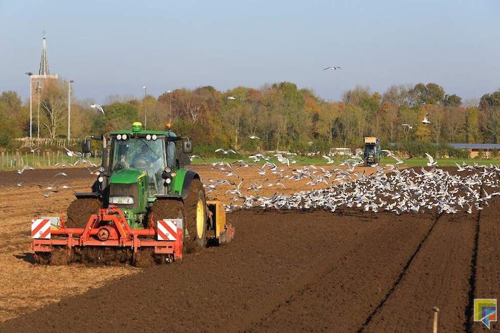 Tijdens het klaarleggen van het bed komen veel meeuwen op het werk af. Ze eten de wormen die bij het werk boven komen.