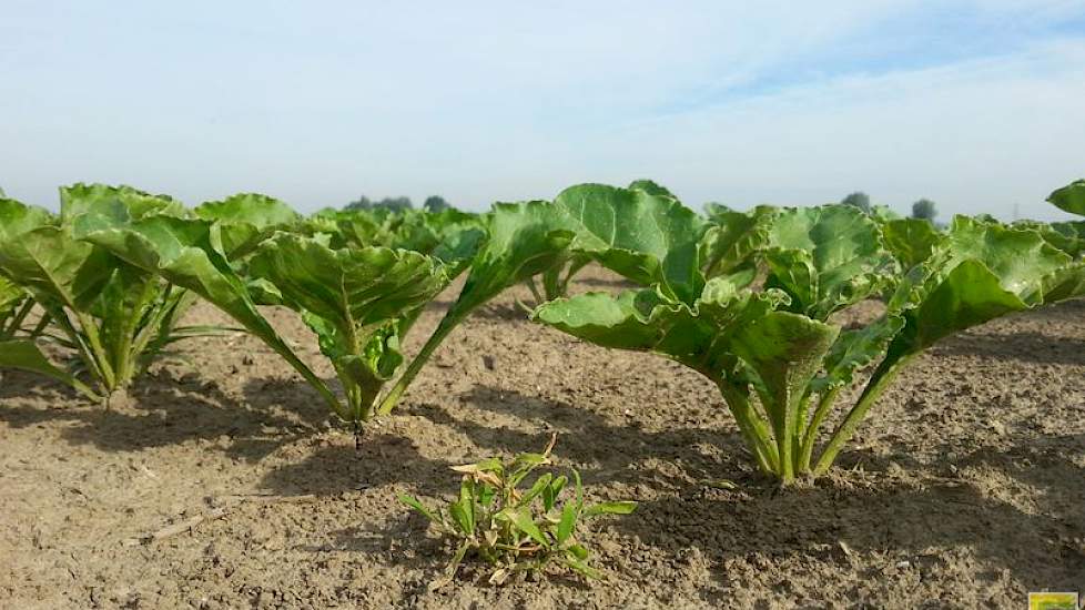 23 mei: Afgelopen week zijn de bieten weer volgens het Lage Dosering Systeem gespoten. Dit werkt voornamelijk goed wanneer het onkruid nog niet te ver ontwikkeld is. Te grote onkruiden groeien door de bespuiting heen. (foto: WUR)