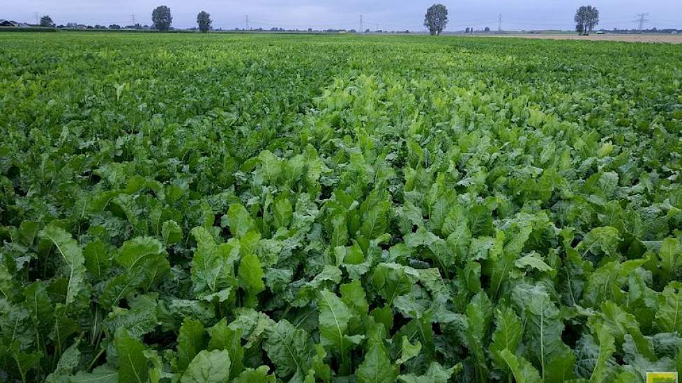 4 augustus: De kleurverschillen tussen de bietencysteaaltjesresistente rassen op dit proefveld in Westmaas zijn groot. Dit wordt niet alleen veroorzaakt door rasverschillen in loofkleur, maar ook door veel of geen blinkers. Deze kleurverschillen kunt u 31