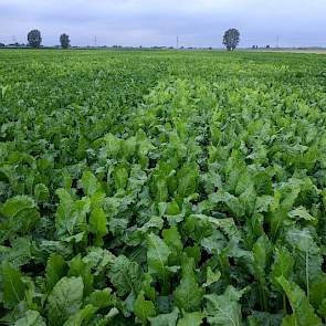 4 augustus: De kleurverschillen tussen de bietencysteaaltjesresistente rassen op dit proefveld in Westmaas zijn groot. Dit wordt niet alleen veroorzaakt door rasverschillen in loofkleur, maar ook door veel of geen blinkers. Deze kleurverschillen kunt u 31