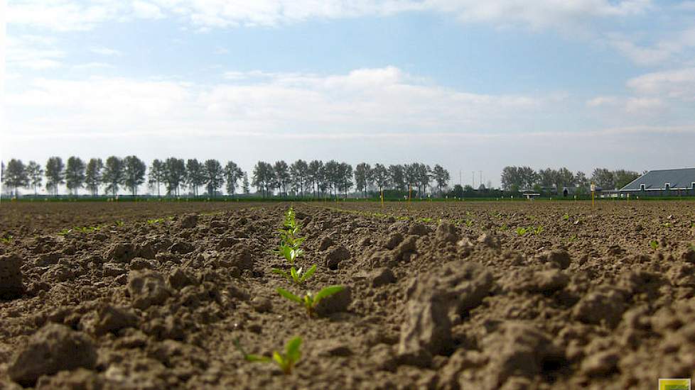 24 april: De rijen met bietjes zijn al goed te zien.