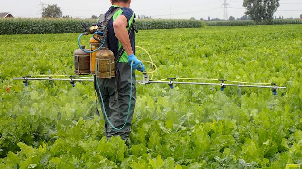 2 augustus: Marcel Tramper (Wageningen University & Research) spuit een object met een meststof in de proef met meststoffen en groeibevorderaars. Op 31 augustus wordt uitleg geven bij deze proef tijdens de Praktijkdag suikerbieten op Proefbedrijf Westmaas