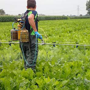 2 augustus: Marcel Tramper (Wageningen University & Research) spuit een object met een meststof in de proef met meststoffen en groeibevorderaars. Op 31 augustus wordt uitleg geven bij deze proef tijdens de Praktijkdag suikerbieten op Proefbedrijf Westmaas