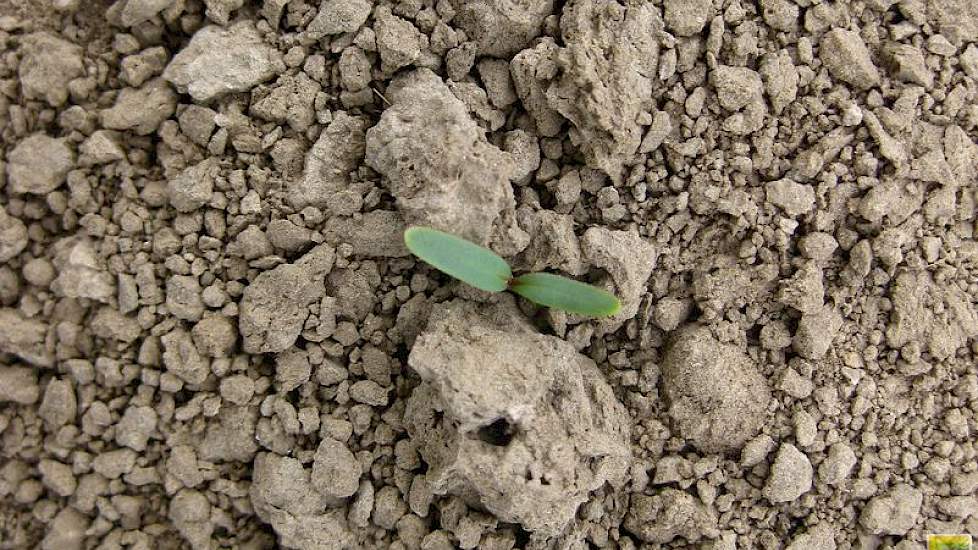 13 april: Er staan zo’n 85 tot 90.000 planten, de meeste in het kiembladstadium, maar er komen er ook nog door (foto: IRS).