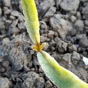 20 april: ’s Ochtends om kwart voor 8 waren op meerdere plantjes ijskristallen te zien. Op 24 april hebben weinig planten nachtvorstschade.