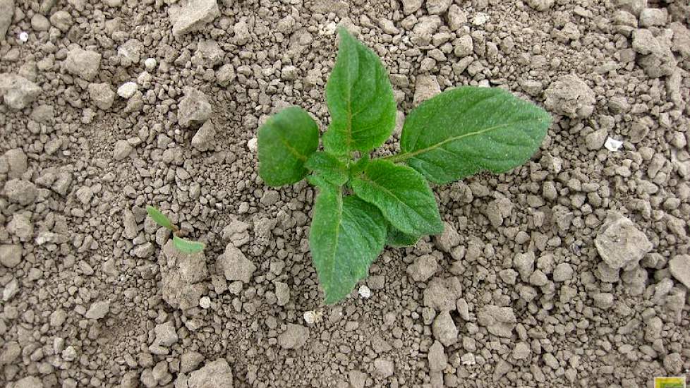 13 april: Ondanks dat de voorvrucht wintertarwe was komt er ook al een enkele aardappelopslagplant boven (foto: IRS). Zie ook dit IRS-bericht: https://www.irs.nl/alle/nieuws/772-aardappelopslag-gelijk-met-de-bieten-boven