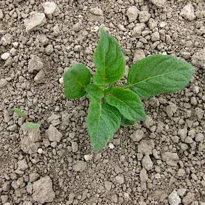 13 april: Ondanks dat de voorvrucht wintertarwe was komt er ook al een enkele aardappelopslagplant boven (foto: IRS). Zie ook dit IRS-bericht: https://www.irs.nl/alle/nieuws/772-aardappelopslag-gelijk-met-de-bieten-boven