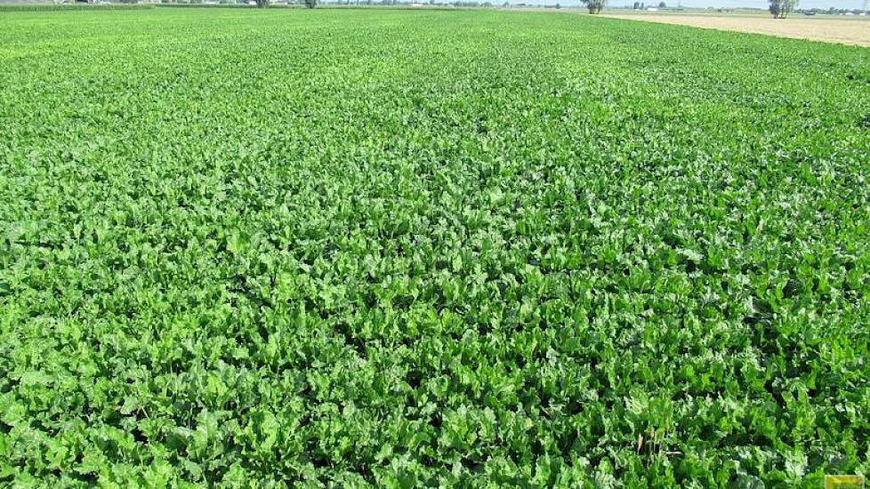 21 juli: Met het blote oog zijn al kleurverschillen tussen de rassen te zien op deze rassenproef in Westmaas. Dit perceel is besmet met bietencysteaaltjes. De veldjes zijn 3 meter breed en netto 12 meter lang (foto: IRS).