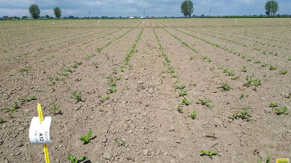 9 mei: Vervolgens zijn de bietenplanten in een netto-veldje geteld om het plantaantal te bepalen. De bieten staan overwegend in het vierbladstadium, maar ook nog enkele in het kiemblad (foto: IRS).