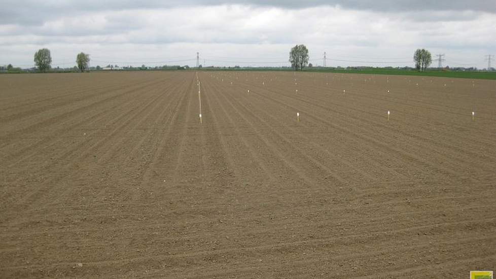 13 april: De meeste bieten staan boven op deze rassenproef met bietencysteaaltjesresistente suikerbietenrassen. Deze proef is 28 maart gezaaid (foto: IRS).