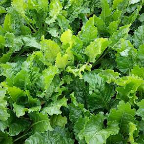 4 augustus: Een individuele plant met gele bladeren en lange(re) bladstelen. Dit noemen we een blinker. Deze symptomen worden veroorzaakt door rhizomanie (foto: IRS).