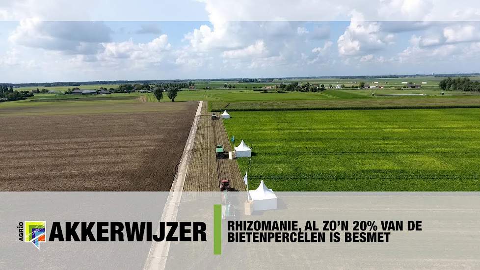 Rhizomanie, al zo'n 20% van de bietenpercelen is besmet - www.akkerwijzer.nl