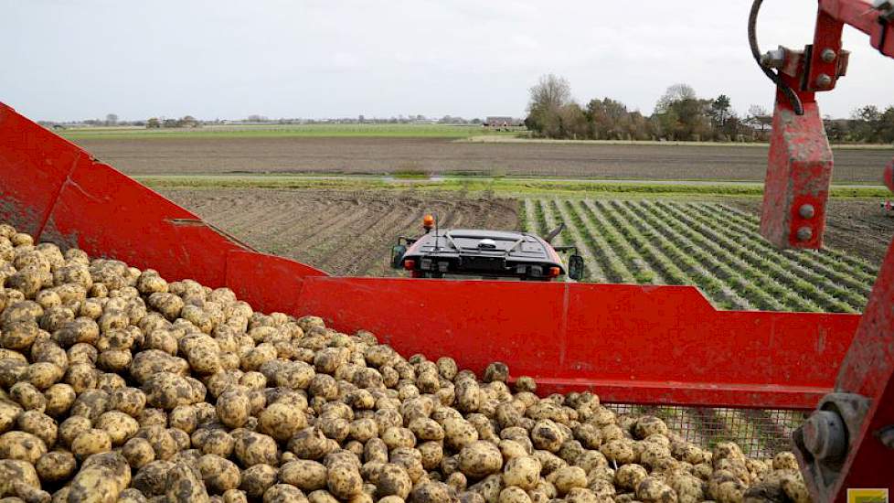 De pootaardappelen vallen dit jaar wat grover uit. Van Schagen wijt dit met name aan het droge voorjaar, waardoor de knolzetting slechter was. Er zitten wel wat rotte knollen in als gevolg van de vele regen die enkele weken geleden in deze regio is gevall