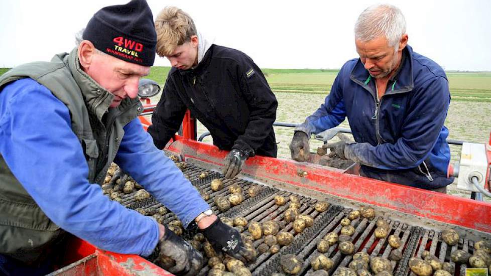 Akkerbouwer Peter van Schagen (rechts) zoekt samen met zijn schoonvader Cor Blom (links) en zijn zoon Sil van Schagen kluiten en rotte knollen tijdens het aardappelen rooien.