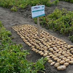 Er was ook veel aandacht voor meststoffen. Het Britse Sirius Minerals presenteerde zich tijdens de Aardappeldemodag voor het eerst aan de Nederlandse akkerbouw met zijn korrelmeststof Poly 4. Deze meststof bestaat uit de vier mineralen kalium, zwavel, mag