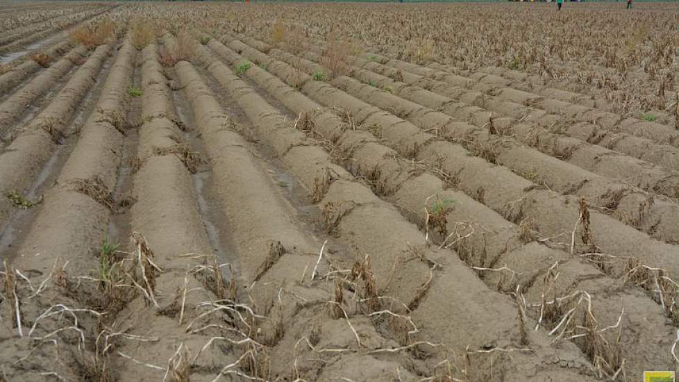 In het proefveld waren duidelijk de gevolgen zichtbaar van het bijzondere groeiseizoen. In het voorjaar is ook in Westmaas een grote hoeveelheid neerslag gevallen, waardoor veel aardappelen zijn gestikt. Met als gevolg dat er veel kale plekken zitten in h