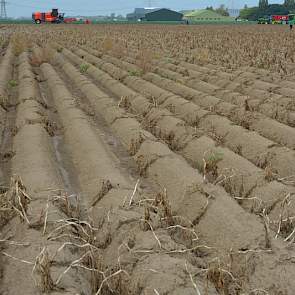 In het proefveld waren duidelijk de gevolgen zichtbaar van het bijzondere groeiseizoen. In het voorjaar is ook in Westmaas een grote hoeveelheid neerslag gevallen, waardoor veel aardappelen zijn gestikt. Met als gevolg dat er veel kale plekken zitten in h