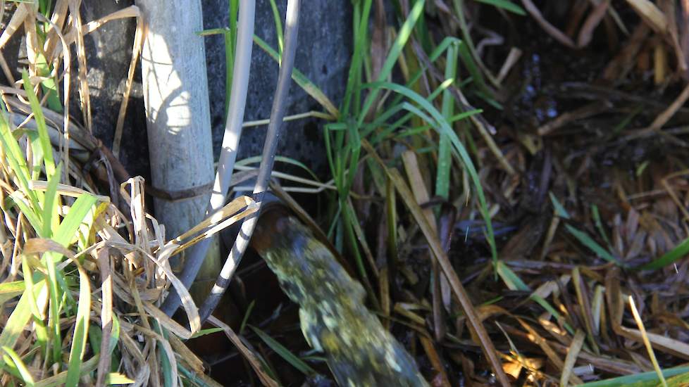 Iedere paar minuten slaat de pomp aan en stroomt water van onder de weide naar de sloot. De frequentie hiervan is afhankelijk van het peil onder de weide. „De zonnepanelen die de pomp van stroom voorzien functioneren nog niet; de kleine windmolen al wel.”