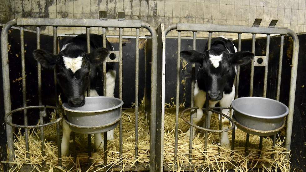 De jongste kalfjes zitten de eerste veertien dagen in eenlingboxjes. Lozeman fokt al tientallen jaren z'n eigen stieren - met de prefix Arkemheen, naar de gelijknamige polder in Nijkerk waar hij is geboren en getogen - en heeft van diverse stieren sperma