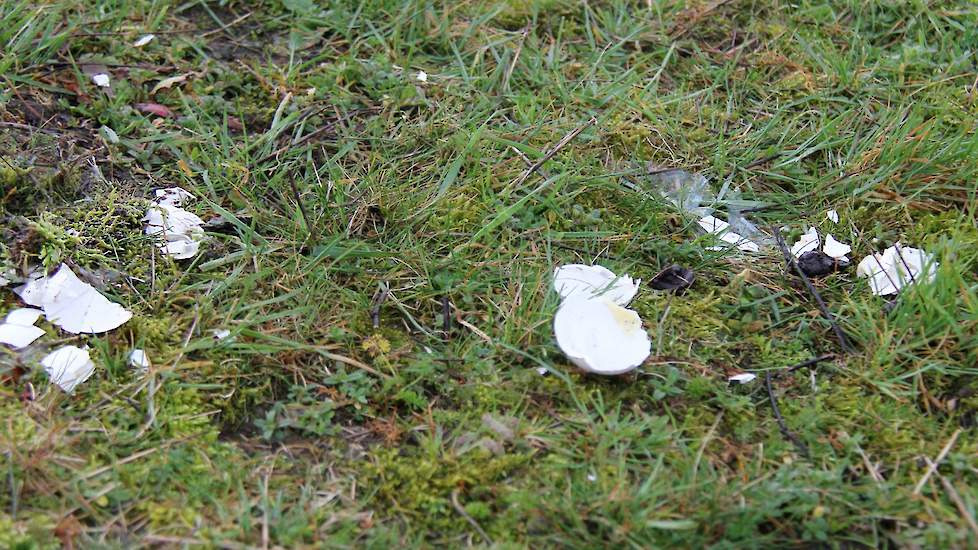 Hier in Houten zijn vorig broedseizoen 600 eieren van de grauwe gans geteld. Gisteren had Josse iemand van de Vogelbescherming in z’n wei staan die zijn zorgen uitte over het door de varkens opeten van andere eieren dan die van de grauwe gans. Josse verte