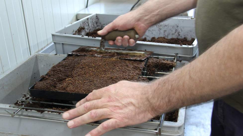 Met name pa komt zelden meer bij het pluimvee (36.000 slachtkuikens/moederdieren). Hij vindt het fijn bij de krekels waar hij onder meer nestjes maakt van kokos waarin de krekels eitjes kunnen leggen.