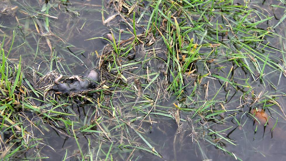 Niet alleen de muizen verdrinken, ook slakken komen om. Het is te hopen dat het water ook de scheuren in de zware klei dichttrekt.