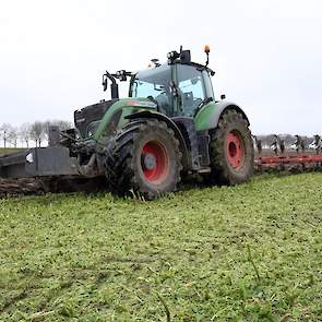 Op dit perceel stond vorig jaar wintertarwe. Na de oogst is in augustus de groenbemester ingezaaid. De groenbemester (bladrammenas met 3 procent zwaardherik) is voor het ploegen geklepeld met een klepelmaaier.