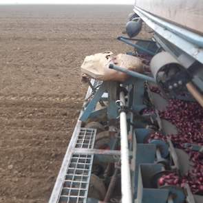 De Zeeuwse akkerbouwer Harm van Hoeve plant uien.