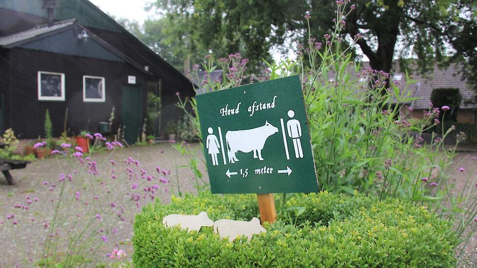 Een Dexter-koetje geeft de afstand aan op camping Boerhoes in Dalfsen.