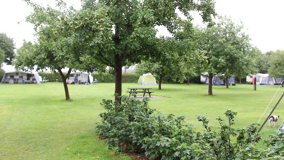 Fruitbomen zorgen voor schaduw in Dalfsen bij Zwolle.