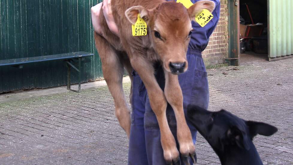 Een net opgehaald stiertje dat naar een pleegmoeder wordt gedragen.