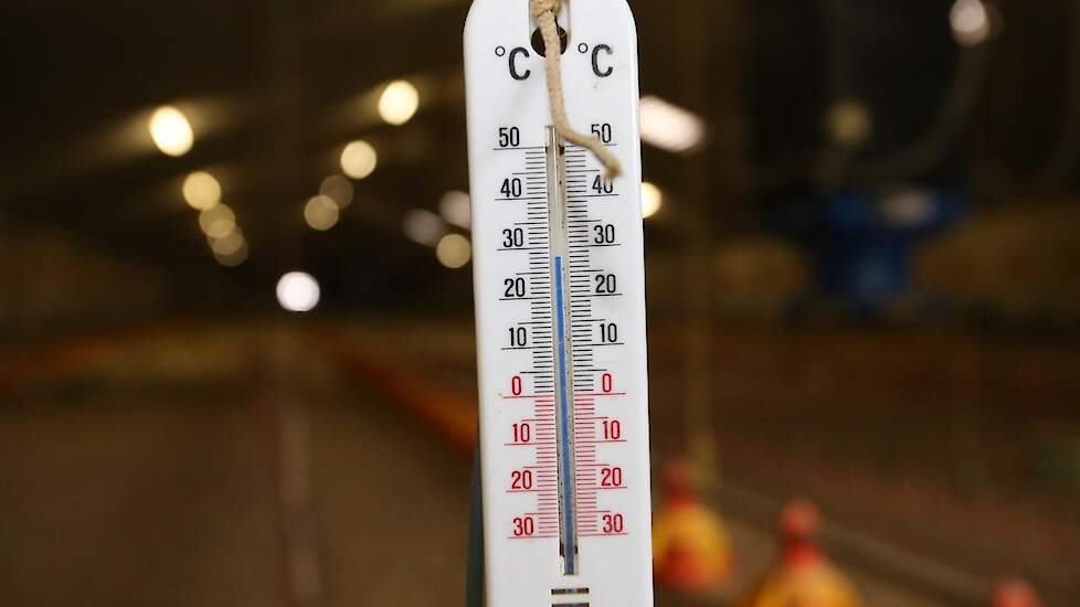 De kuikens komen aan bij een temperatuur van 34 graden. Naar mate de dieren ouder worden zakt de temperatuur. Na zeven weken is de temperatuur dan rond de 20 graden.