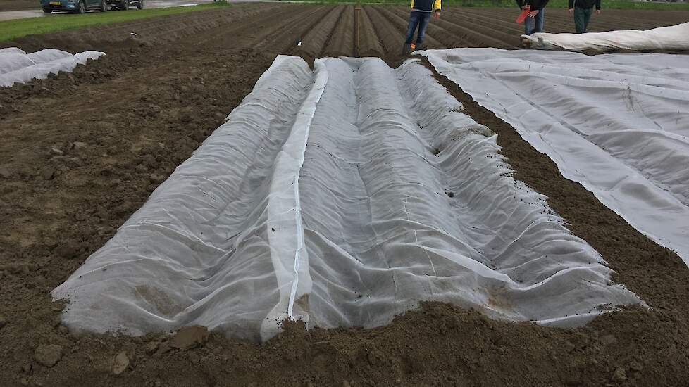 Phytophthora wordt dan ook een uitdaging, erkent De Haas. „Onder het doek zal bij vochtige omstandigheden een hogere druk zijn door de warmte. Als dit weer aanhoudt, hebben we nog een groot probleem.”