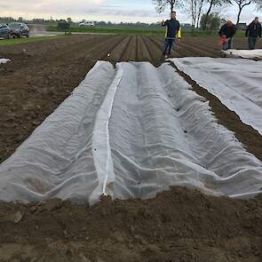 Phytophthora wordt dan ook een uitdaging, erkent De Haas. „Onder het doek zal bij vochtige omstandigheden een hogere druk zijn door de warmte. Als dit weer aanhoudt, hebben we nog een groot probleem.”