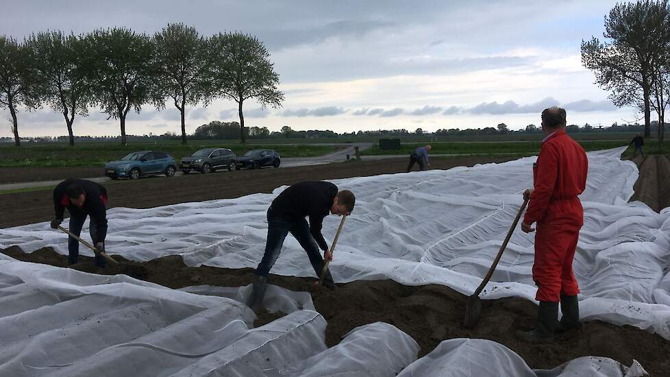 Bij Werkman liggen drie rassen onder de doeken. „We willen ook kijken wat het effect is op de rassen, zoals phytophthoraresistentie en wat is het verschil tussen vroege en latere rassen.”