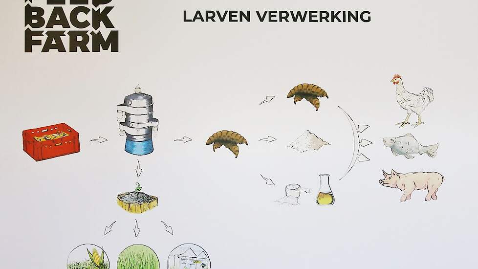 Het proces schematisch weergegeven. Het doel van de jonge ondernemers is eind van dit jaar de eerste productielocatie te openen met uiteindelijk 50 bedrijven. „Er moet nog veel gebeuren willen we in 2030 de klimaatdoelstellingen halen. Insectenproducten k