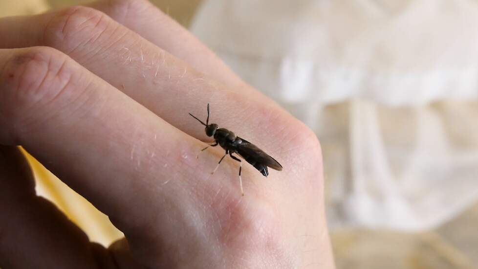 De black soldier fly ziet er anders uit dan de bekende huisvlieg: een heel lang lijf. Het vrouwtje heeft een langer achterlijf waarmee ze eieren legt. De black soldier fly is in staat om vrijwel alle reststromen die je maar kunt bedenken razendsnel op te