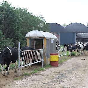 Als de koeien gewend zijn, gaan ze allemaal soepel door de vliegenvanger. Een enkeling treuzelt wat, maar wordt door de kudde meegenomen of opgeduwd.