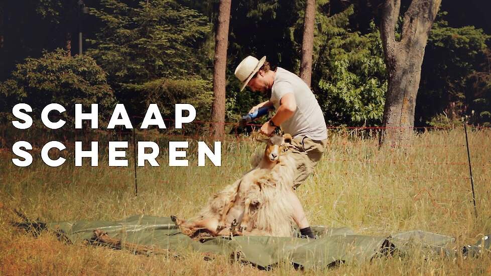 Schapen scheren bij Schaapskudde Doorn