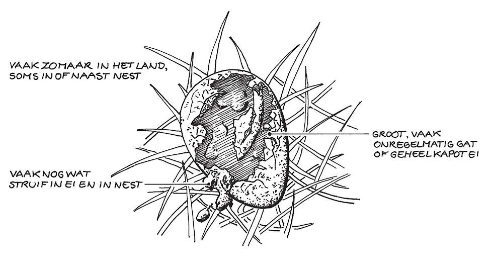 Voorbeeld van een door de meeuw gepredeerd ei.
