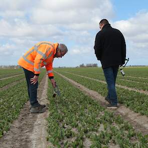 Het ziekzoeken gaat door totdat de tulpen over een paar weken in bloei staan. De planten worden daarna gekopt. „De sapstromen draaien om", geeft Sjors aan. „Niet de bloem, maar de bol wordt gevoed." Eind juni, begin juli, worden de tulpen gerooid. De goed