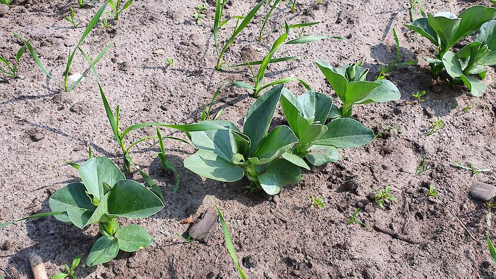 Wat nog niet klaar is voor de oogst is de mengteelt van veldbonen en tarwe. De plantjes staan mooi boven op de grond maar moeten nog wel een tijdje groeien voordat ze geoogst kunnen worden.