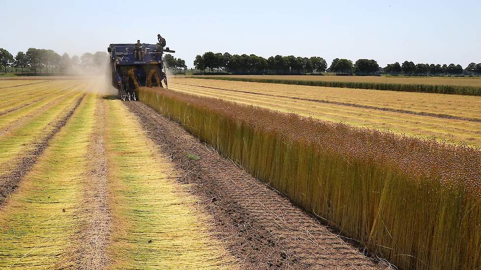 De plukmachine plukt het vlas, waarna het wordt ontzaad. Vervolgens wordt het stro in het zwad gelegd om te roten. Dit proces, waarbij de vezel vrijkomt van de houten kern, duurt twee tot vijf weken, afhankelijk van de weersomstandigheden. Tussendoor word