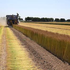 De plukmachine plukt het vlas, waarna het wordt ontzaad. Vervolgens wordt het stro in het zwad gelegd om te roten. Dit proces, waarbij de vezel vrijkomt van de houten kern, duurt twee tot vijf weken, afhankelijk van de weersomstandigheden. Tussendoor word