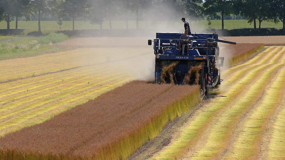 De oogst is een dikke week eerder. Momenteel is 40 tot 50 procent van het vlas al geplukt. „Normaal gesproken beginnen we pas rond deze tijd”, aldus Vermaas.