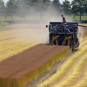 De oogst is een dikke week eerder. Momenteel is 40 tot 50 procent van het vlas al geplukt. „Normaal gesproken beginnen we pas rond deze tijd”, aldus Vermaas.