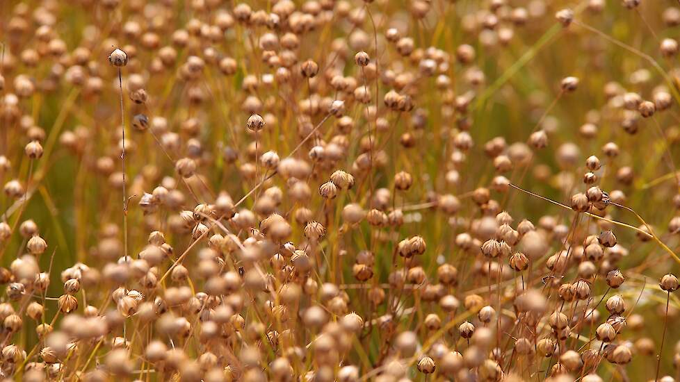 In Nederland staat in totaal 2.000 tot 2.500 hectare vlas. Circa een derde hiervan wordt geteeld in opdracht van Van de Bilt zaden en vlas.