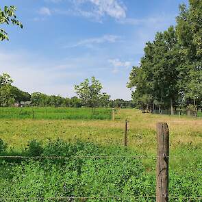 De Blonde d'Aquitaine koeien kunnen om de bomen heen grazen.