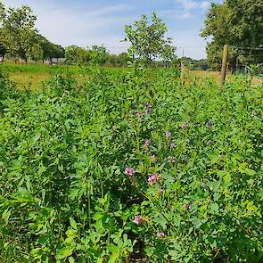 Onder de bomen heeft de familie een mengsel van luzerne en klaver gezaaid. Dat maaien ze waarna het gevoerd wordt aan de koeien.